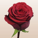 Auclair Floquet.