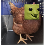 The Chicken Noobs