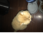 Leothemaximum