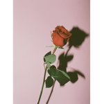Soy Roses