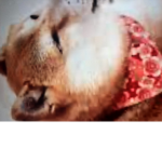 Awesome doge army