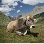 The Cow Tribe