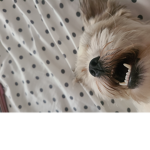 Mydog_is rich
