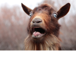 The Goat Cult