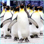 Penguin Lovers Fan Club