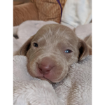 Save dogs around the world