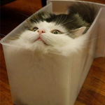 Calliope cats