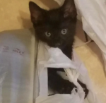cat$$$$$$$$$$$$$$