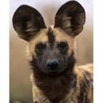 Tsavo Pack