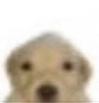DogStudios
