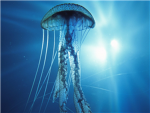 Jellyfish Lovers :)