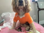 PEANUT THE DOG ARMY