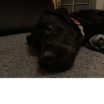 Jez the doggo
