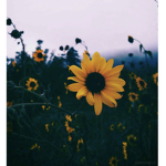 xx.sunflwer.xx