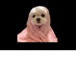 Piggy Group YT