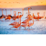 Flamingo_Kelsey's club :D