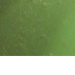 Green card studios