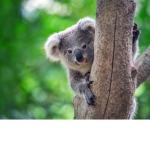 The Funniest Koala Group