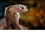 Gizmo the Gecko