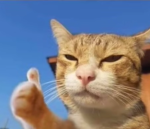 Cat/Bobux for LIFE :3