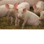 Pig squad forever