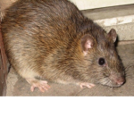 Rat rock