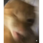 We_are the nubs