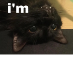 The Black Cats Offical