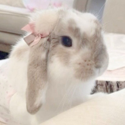 🐰🎀