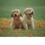 Dog pEePs l LOVE DOG