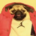 Cool pug gang