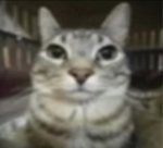 Meowsterd