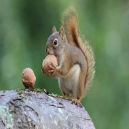 !🐿️Squirrel - City🐿️!