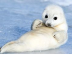 The Seals United