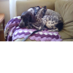 Always dogs