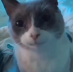 GatoProductions