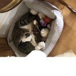 Tabby’s Teeny Tiny Kittens