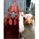 chicken group cz/sk