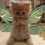 HeartsForCats<3