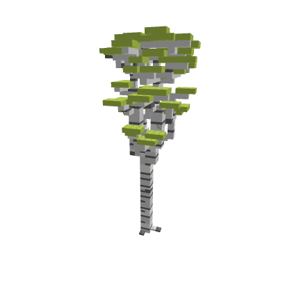 Birch tree