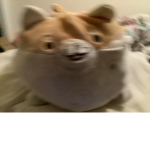 Doge likes dogs