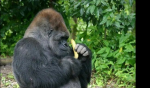 Gorilla and banana gang