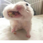 먹버왕