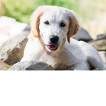 Dog Fans Creations
