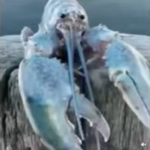 the cult of lobster