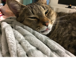 Animals help lives