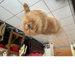 Big fat doge