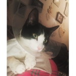 TheSavageCat