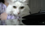 *~THE~KITTY~CLUB~*
