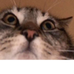 Høłį